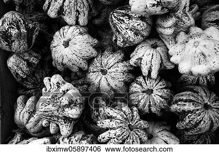 Stock Photograph - Patisson Pumpkin, Stuttgart, Baden-Württemberg, Germany, Europe. Fotosearch