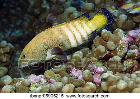 Peacock (Porites) grouper (Cephalopholis argus), swimming over hard coral Andaman Sea, Mu Ko Similan National Park, Similan Islands, Phang Nga Province, Thailand, Asia View Large Photo Image Stock Photography - Peacock (Porites) grouper (Cephalopholis argus), swimming over hard coral Andaman Sea, Mu Ko Similan National Park, Similan Islands, Phang Nga Province, Thailand, Asia. Fotosearch