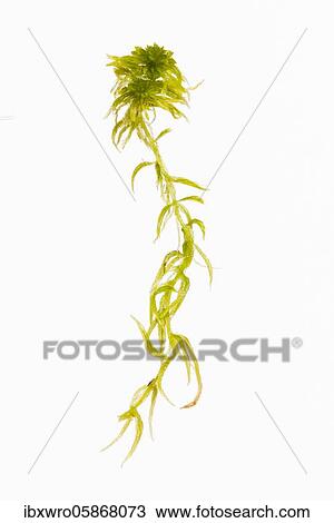 Peat moss ( Sphagnum) exempted, bog, plant, Goldenstedt, Lower Saxony, Germany, Europe View Large Photo Image Stock Image - Peat moss ( Sphagnum) exempted, bog, plant, Goldenstedt, Lower Saxony, Germany, Europe. Fotosearch