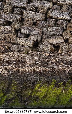 Peat sods stacked up in a bog, peat cutting, peat, Goldenstedter Moor, Oldenburger Münsterland, Lower Saxony, Germany, Europe View Large Photo Image Stock Photo - Peat sods stacked up in a bog, peat cutting, peat, Goldenstedter Moor, Oldenburger Münsterland, Lower Saxony, Germany, Europe. Fotosearch