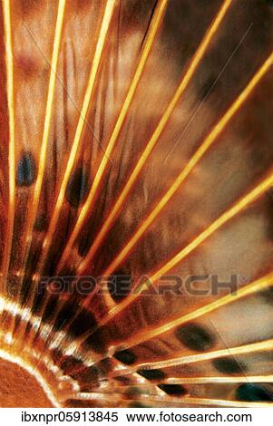Pectoral fin, Red Lionfish (Pterois volitans) detail, Pacific, Great Barrier Reef, UNESCO World Heritage, Australia, Oceania View Large Photo Image Stock Photography - Pectoral fin, Red Lionfish (Pterois volitans) detail, Pacific, Great Barrier Reef, UNESCO World Heritage, Australia, Oceania. Fotosearch