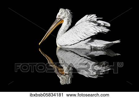 Pelican reflection on the water with a black background, Danube Delta, Romania, Europe View Large Photo Image Stock Image - Pelican reflection on the water with a black background, Danube Delta, Romania, Europe. Fotosearch