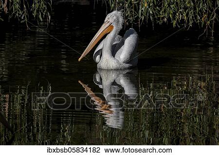 Stock Image - Pelican reflection on the water with a black background, Danube Delta, Romania, Europe. Fotosearch
