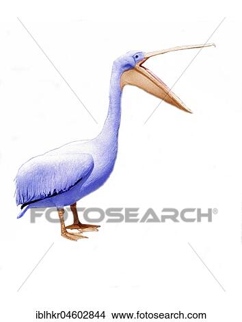 Pelican speaks, England, Great Britain View Large Photo Image Picture - Pelican speaks, England, Great Britain. Fotosearch