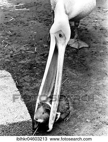 Stock Image - Pelican with guinea pig in the beak, England, Great Britain. Fotosearch