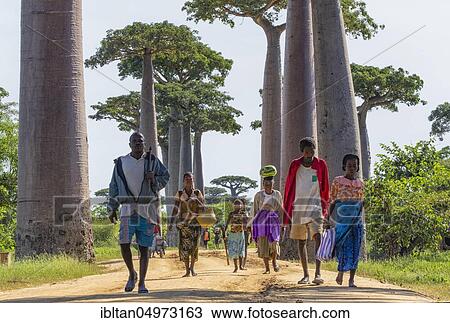 People on Baobab Alley, Madagascar, Africa View Large Photo Image Stock Image - People on Baobab Alley, Madagascar, Africa. Fotosearch