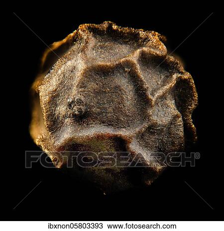 Peppercorn, pepper ( Piper nigrum), macro photo, Germany, Europe View Large Photo Image Stock Image - Peppercorn, pepper ( Piper nigrum), macro photo, Germany, Europe. Fotosearch