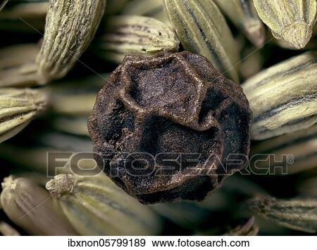 Stock Photo - Peppercorn, pepper, seed ( Foeniculum vulgare) macro photo, Germany, Europe. Fotosearch
