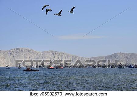 Stock Image - Peruvian booby (Sula variegata), also Peruvian boobies, flying over the bay with fishing boats, Chimbote, Ancash region, Peru, South America. Fotosearch