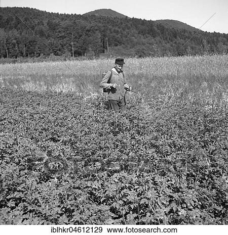 Pest control, approx. 1945 to 1955, surroundings of Freiburg, Germany, Europe View Large Photo Image Stock Photo - Pest control, approx. 1945 to 1955, surroundings of Freiburg, Germany, Europe. Fotosearch