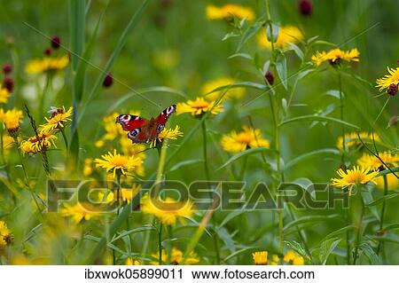 Pfauenauge, an (Buphthalmum salicifolium), Bavaria, Germany, Europe View Large Photo Image Stock Image - Pfauenauge, an (Buphthalmum salicifolium), Bavaria, Germany, Europe. Fotosearch