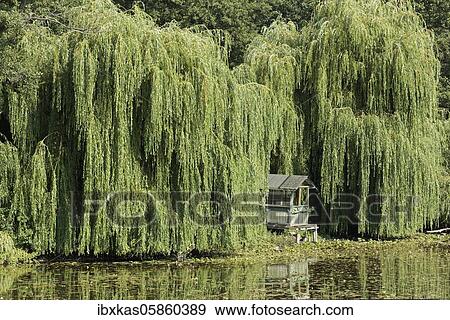 Stock Photo - Picturesque weeping willows (Salix sepulcralis) on the banks of a pond, biotope on the Lower Rhine, Niepkuhlen, Krefeld, North Rhine-Westphalia, Germany, Europe. Fotosearch
