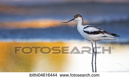 Pied Avocet (Recurvirostra avosetta), young bird in shallow water, feeding, Lake Neusiedl, Austria, Europe View Large Photo Image Picture - Pied Avocet (Recurvirostra avosetta), young bird in shallow water, feeding, Lake Neusiedl, Austria, Europe. Fotosearch