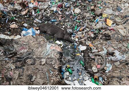 Stock Image - Pigs lying in garbage, garbage dump, Port-au-Prince, Ouest, Haiti, Central America. Fotosearch