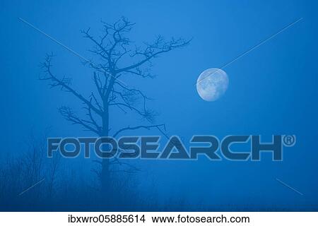 Pine in the moor at moonrise, blue hour, Goldenstedter Moor, Oldenburger Münsterland, Lower Saxony, Germany, Europe View Large Photo Image Picture - Pine in the moor at moonrise, blue hour, Goldenstedter Moor, Oldenburger Münsterland, Lower Saxony, Germany, Europe. Fotosearch