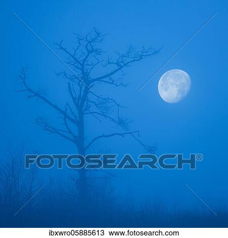 Pine in the moor at moonrise, blue hour, Goldenstedter Moor, Oldenburger Münsterland, Lower Saxony, Germany, Europe View Large Photo Image Stock Image - Pine in the moor at moonrise, blue hour, Goldenstedter Moor, Oldenburger Münsterland, Lower Saxony, Germany, Europe. Fotosearch