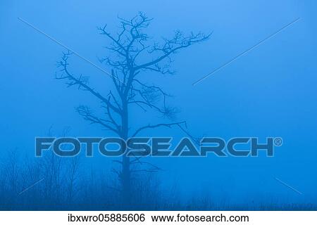 Stock Photograph - Pine in the moor, blue hour, Goldenstedter Moor, Oldenburger Münsterland, Lower Saxony, Germany, Europe. Fotosearch