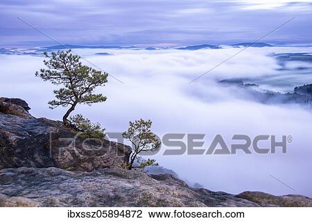 Pines on the Lilienstein, Elbe Sandstone Mountains in dense morning fog, National Park Saxon Switzerland, Saxony, Germany, Europe View Large Photo Image Stock Image - Pines on the Lilienstein, Elbe Sandstone Mountains in dense morning fog, National Park Saxon Switzerland, Saxony, Germany, Europe. Fotosearch