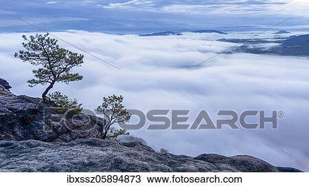 Pines on the Lilienstein, Elbe Sandstone Mountains in dense morning fog, National Park Saxon Switzerland, Saxony, Germany, Europe View Large Photo Image Stock Image - Pines on the Lilienstein, Elbe Sandstone Mountains in dense morning fog, National Park Saxon Switzerland, Saxony, Germany, Europe. Fotosearch