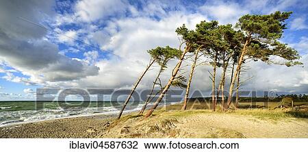 Stock Image - Pines (Pinus), Peninsula Darß, Fischland-Darß-Zingst, National Park Vorpommersche Boddenlandschaft, Mecklenburg-Western Pomerania, Germany, Europe. Fotosearch