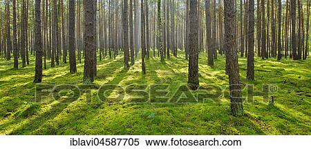 Pinesforest (Pinus), sun shines through tree trunks, moss-covered ground, Mecklenburg-Western Pomerania, Germany, Europe View Large Photo Image Stock Photography - Pinesforest (Pinus), sun shines through tree trunks, moss-covered ground, Mecklenburg-Western Pomerania, Germany, Europe. Fotosearch