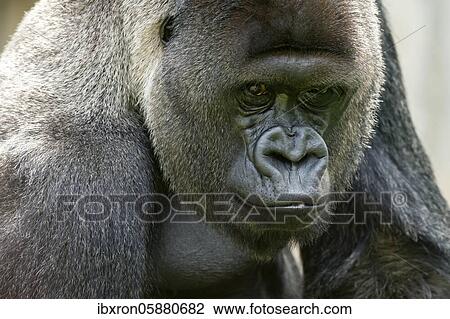 Plain gorilla ( Gorilla gorilla, gorilla), silverback, animal portrait, Germany, Europe View Large Photo Image Stock Image - Plain gorilla ( Gorilla gorilla, gorilla), silverback, animal portrait, Germany, Europe. Fotosearch