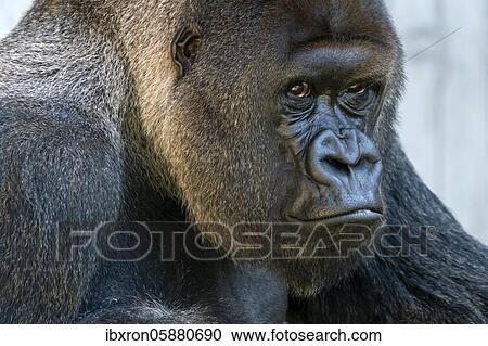 Plain gorilla ( Gorilla gorilla, gorilla), silverback, animal portrait, Germany, Europe View Large Photo Image Stock Image - Plain gorilla ( Gorilla gorilla, gorilla), silverback, animal portrait, Germany, Europe. Fotosearch