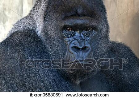 Plain gorilla ( Gorilla gorilla, gorilla), silverback, animal portrait, Germany, Europe View Large Photo Image Stock Image - Plain gorilla ( Gorilla gorilla, gorilla), silverback, animal portrait, Germany, Europe. Fotosearch