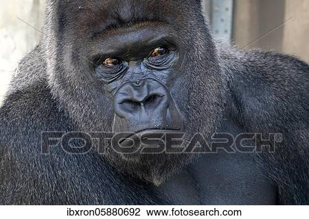 Plain gorilla ( Gorilla gorilla, gorilla), silverback, animal portrait, Germany, Europe View Large Photo Image Stock Image - Plain gorilla ( Gorilla gorilla, gorilla), silverback, animal portrait, Germany, Europe. Fotosearch