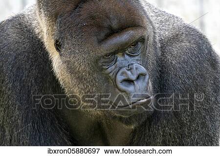 Stock Photo - Plain gorilla ( Gorilla gorilla, gorilla), silverback, animal portrait, Germany, Europe. Fotosearch