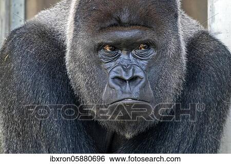 Plain gorilla ( Gorilla gorilla, gorilla), silverback, animal portrait, Germany, Europe View Large Photo Image Stock Photograph - Plain gorilla ( Gorilla gorilla, gorilla), silverback, animal portrait, Germany, Europe. Fotosearch