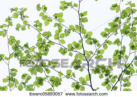 Play of colours and shapes with fresh beech leaves in spring, Oldenburger Münsterland, Damme, Lower Saxony, Germany, Europe View Large Photo Image Stock Photo - Play of colours and shapes with fresh beech leaves in spring, Oldenburger Münsterland, Damme, Lower Saxony, Germany, Europe. Fotosearch