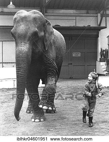 Stock Image - Playing elephant and boy, England, Great Britain. Fotosearch