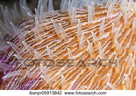 Stock Image - Polyps of a mushroom coral (Fungiidae) Pacific, Great Barrier Reef, UNESCO World Heritage, Australia, Oceania. Fotosearch
