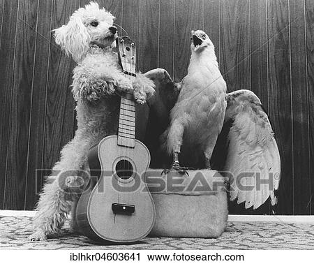 Poodle and eagle playing guitar, England, Great Britain View Large Photo Image Stock Image - Poodle and eagle playing guitar, England, Great Britain. Fotosearch