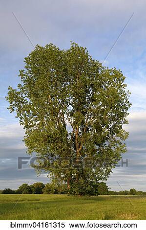 Poplar (Populus) in a meadow in early summer, Elbaue, Biosphere Reserve Middle Elbe, Dessau-Rosslau, Saxony-Anhalt, Germany, Europe View Large Photo Image Stock Photography - Poplar (Populus) in a meadow in early summer, Elbaue, Biosphere Reserve Middle Elbe, Dessau-Rosslau, Saxony-Anhalt, Germany, Europe. Fotosearch