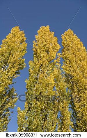 Poplars in autumn colouring, Germany, Europe View Large Photo Image Stock Image - Poplars in autumn colouring, Germany, Europe. Fotosearch