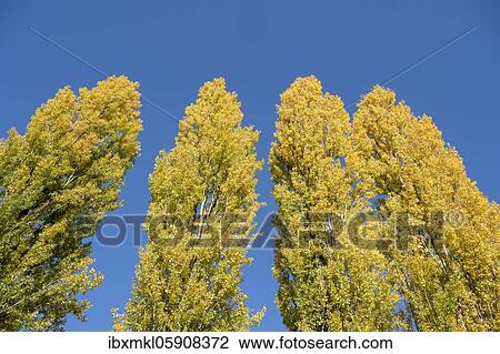 Poplars in autumn colouring, Germany, Europe View Large Photo Image Stock Image - Poplars in autumn colouring, Germany, Europe. Fotosearch