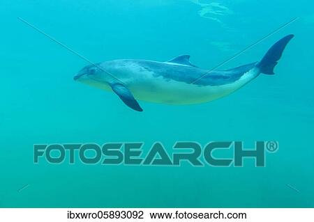 Porpoise ( Phocoenidae) floating under water, De Koog, Texel, Netherlands View Large Photo Image Stock Image - Porpoise ( Phocoenidae) floating under water, De Koog, Texel, Netherlands. Fotosearch