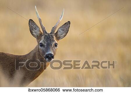 Portrait, bock ( Capreolus capreolus), Lower Saxony, Germany, Europe View Large Photo Image Stock Photograph - Portrait, bock ( Capreolus capreolus), Lower Saxony, Germany, Europe. Fotosearch
