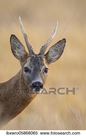 Portrait, bock ( Capreolus capreolus), Lower Saxony, Germany, Europe View Large Photo Image Stock Photography - Portrait, bock ( Capreolus capreolus), Lower Saxony, Germany, Europe. Fotosearch