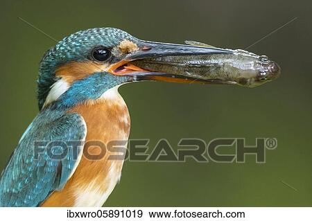 Portrait Common kingfisher ( Alcedo atthis) large with fish, prey, naarden, Netherlands View Large Photo Image Stock Photo - Portrait Common kingfisher ( Alcedo atthis) large with fish, prey, naarden, Netherlands. Fotosearch