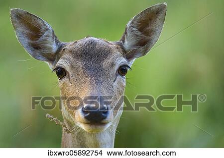 Portrait of a Fallow deer ( dama dama) eyes, look, hearing, vigilance, Puttbus, Mecklenburg-Western Pomerania, Germany, Europe View Large Photo Image Picture - Portrait of a Fallow deer ( dama dama) eyes, look, hearing, vigilance, Puttbus, Mecklenburg-Western Pomerania, Germany, Europe. Fotosearch