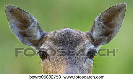Stock Image - Portrait of a Fallow deer ( dama dama) eyes, look, hearing, vigilance, Puttbus, Mecklenburg-Western Pomerania, Germany, Europe. Fotosearch