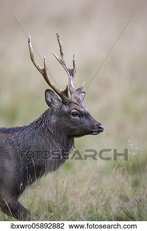 Portrait of a male Sika deer ( Cervus nippon) Klamptenborg, Copenhagen, Denmark, Europe View Large Photo Image Stock Image - Portrait of a male Sika deer ( Cervus nippon) Klamptenborg, Copenhagen, Denmark, Europe. Fotosearch