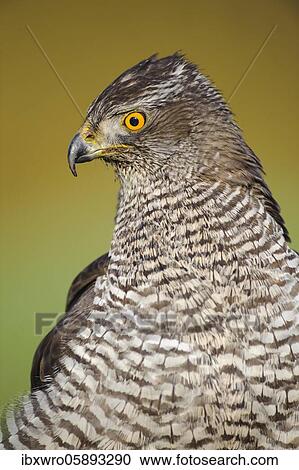 Stock Image - Portrait of a Northern goshawk ( Accipiter gentilis) Oldenburger Münsterland, Vechta, Lower Saxony, Germany, Europe. Fotosearch