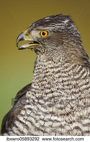 Portrait of a Northern goshawk ( Accipiter gentilis) calling, Oldenburger Münsterland, Vechta, Lower Saxony, Germany, Europe View Large Photo Image Stock Image - Portrait of a Northern goshawk ( Accipiter gentilis) calling, Oldenburger Münsterland, Vechta, Lower Saxony, Germany, Europe. Fotosearch