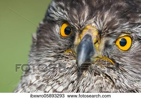 Stock Image - Portrait of a Northern goshawk ( Accipiter gentilis) eyes, sharp look, Oldenburger Münsterland, Vechta, Lower Saxony, Germany, Europe. Fotosearch