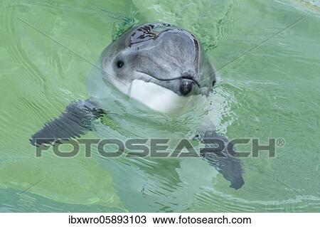 Portrait of a Porpoise ( Phocoenidae) De Koog, Texel, Netherlands View Large Photo Image Stock Image - Portrait of a Porpoise ( Phocoenidae) De Koog, Texel, Netherlands. Fotosearch