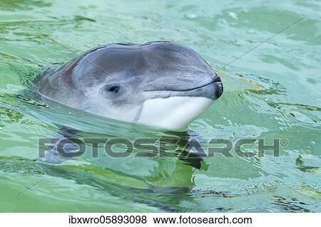 Stock Photo - Portrait of a Porpoise ( Phocoenidae) De Koog, Texel, Netherlands. Fotosearch